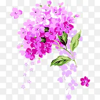 紫色唯美淡雅花朵植物