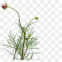 紫色春天花朵郊外