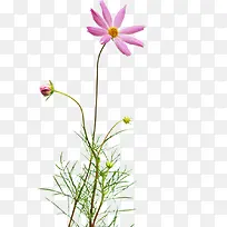 紫色唯美清新春天花朵