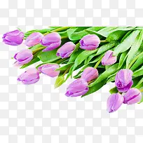 漂亮紫色郁金香花朵