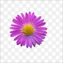重阳鲜花