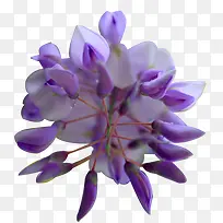 紫色芬芳花朵美丽