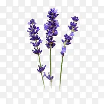 高清紫色花朵薰衣草