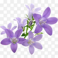 紫色手绘花朵植物装饰唯美
