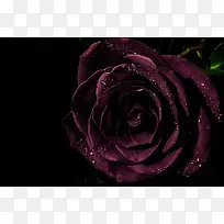 黑色背景紫色神秘花朵