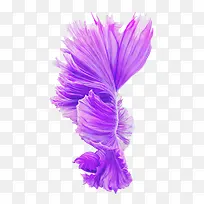 紫色绽放花朵