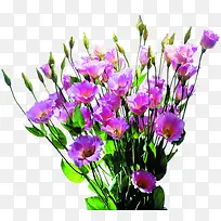 淡雅紫色鲜花装饰