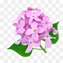 紫色罗兰花花卉
