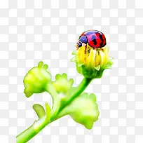 花朵上的瓢虫
