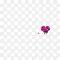 康乃馨紫色花朵装饰图片