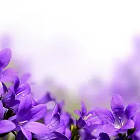 梦幻背景紫色鲜花