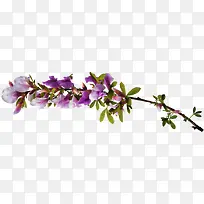 紫色花卉高清素材