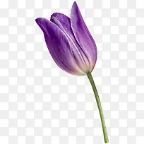 紫郁金香花卉