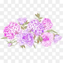 紫色唯美手绘花朵植物