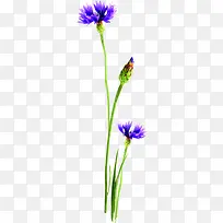 创意合成摄影紫色的花卉植物效果
