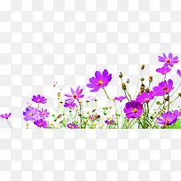 紫色花卉高清摄影