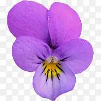紫色兰花花朵