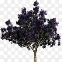 紫色花朵树木植物