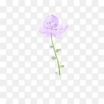 紫色淡雅花朵植物