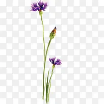 花卉