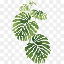 一株手绘芭蕉叶