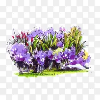 绘画紫色花卉插画
