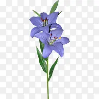 紫色兰花花朵图片