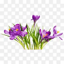 创意合成紫色的花卉植物图案