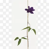 紫色花卉高清摄影图片