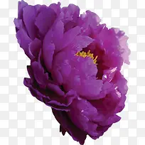 紫色节日分层鲜花风光