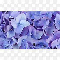 唯美紫色鲜花壁纸