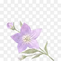 手绘紫色花卉插画素材