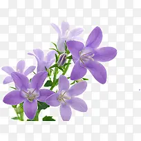 紫色花瓣鲜花
