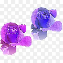 创意合成效果紫色的花卉花朵