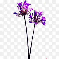 紫色花朵花枝花蕊