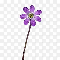 花朵紫色花朵装饰图片