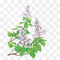 花朵紫色花朵彩绘花朵叶子