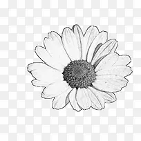 素描小花