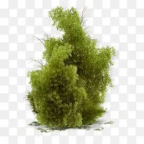 绿色大团植物png素材