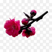 冬天红色梅花png素材
