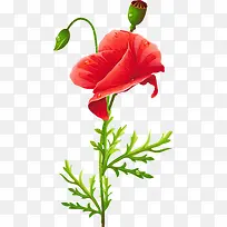 红色罂粟花