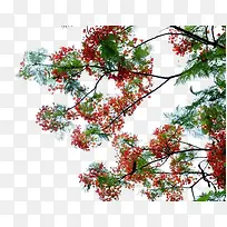 红色凤凰花