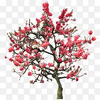 红色花朵梅花树枝素材