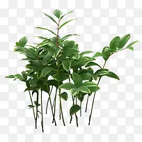 高清绿色植物叶子 免扣png素材