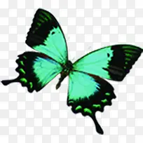 春季绿色飞翔的蝴蝶