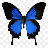 唯美蓝色蝴蝶古典素材