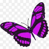 紫色蝴蝶风景素材