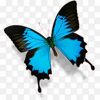 春季蓝色纹理蝴蝶动物