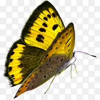 春季黄色飞翔的蝴蝶