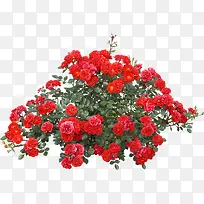 创意合成红色的花卉植物效果元素